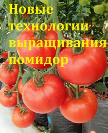 Новые технологии выращивания помидор